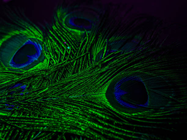 istock Peacock colorful green feather background. Close up details 885055942