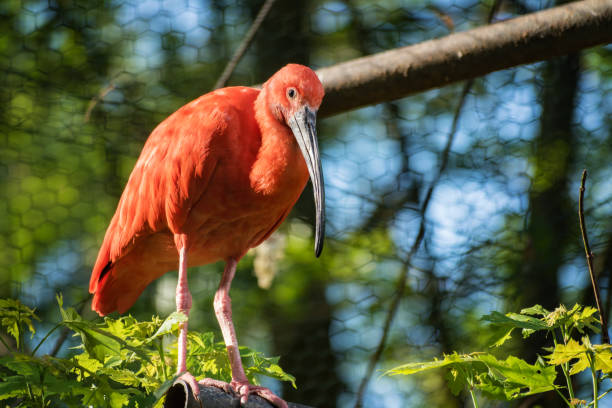 Red Ibis (cattle egret) staying on branch Red Ibis (cattle egret) staying on branch iiwi bird stock pictures, royalty-free photos & images