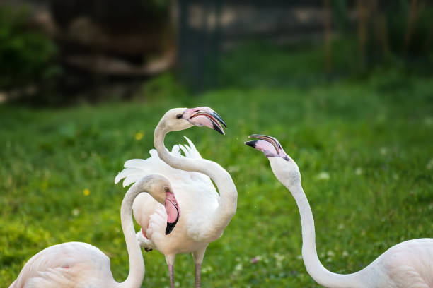 istock Pink Greater Flamingos playing on green grass (Phoenicopterus ruber) 885063478
