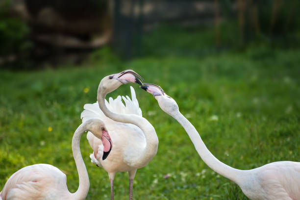 istock Pink Greater Flamingos playing on green grass (Phoenicopterus ruber) 885063500