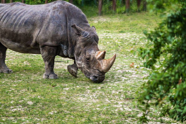 istock Rhinoceros (Ceratotherium simum) eating green grass 885063512