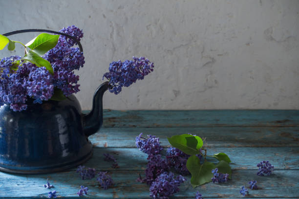 istock lilac flowers in  metal kettle on white old background 885074970