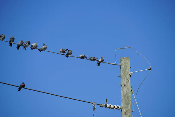 istock Power Lines in the City - Pigeons on Wire 885086082