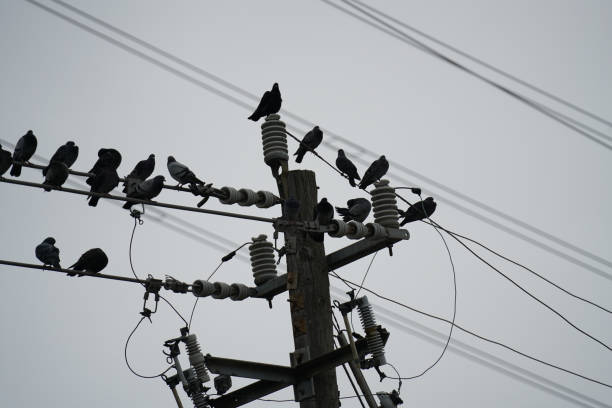 wer Lines in the City - Pigeons on Wire