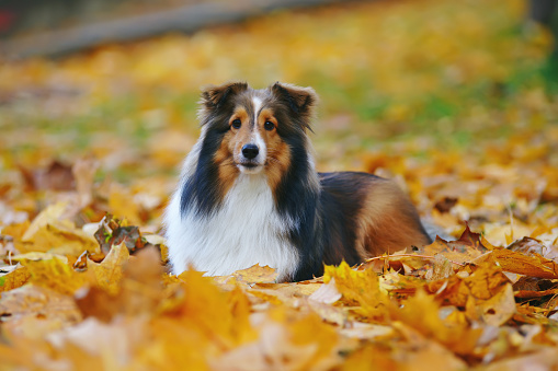 Adorable sable Sheltie dog lying down outdoors in fallen maple leaves in autumn