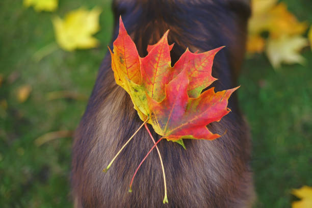 três folhas de bordo colorido deitado um cão sheltie sable volta ao ar livre no outono - maple leaf green outdoors - fotografias e filmes do acervo