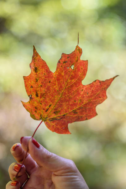 istock close up of a person holding up a maple leaf outdoors in daylight 885100114