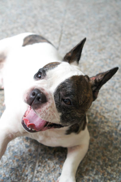 istock french bulldog on the floor 885102534