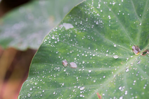 Japanese Taro Leaves with Water Drops
