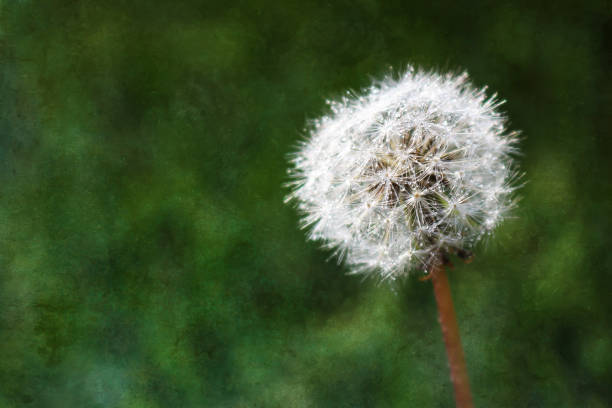 istock Dandelion Close Up with Dewdrops on Green Background 885109632