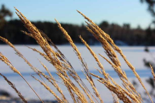 istock Golden Winter II 885112612