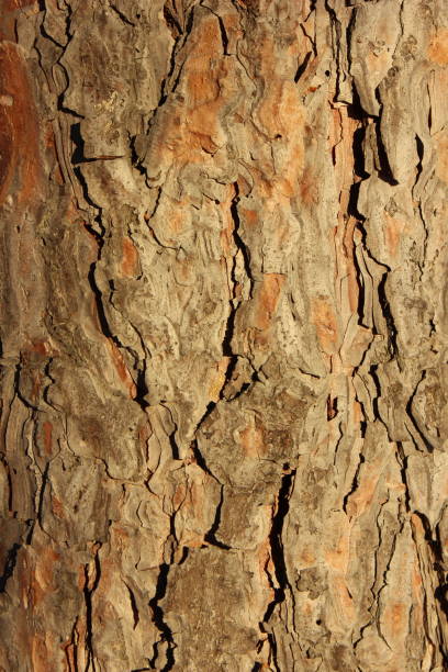 Photo of Tree bark closeup