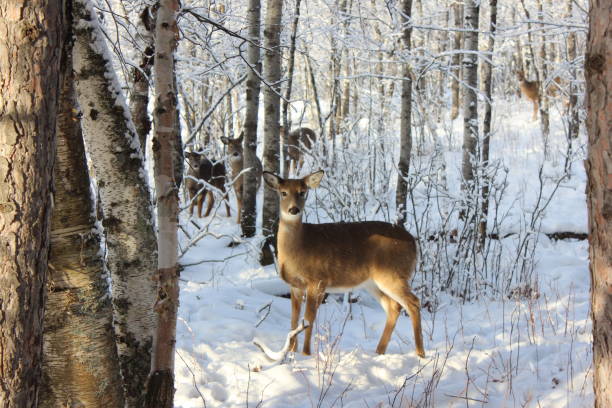 istock Winter woodland creatures 885112678