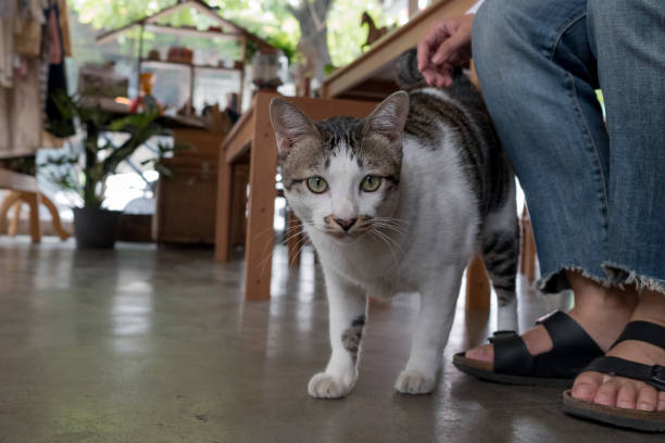 istock Asia,Thailand Cat  - (Selective focus) 885114686