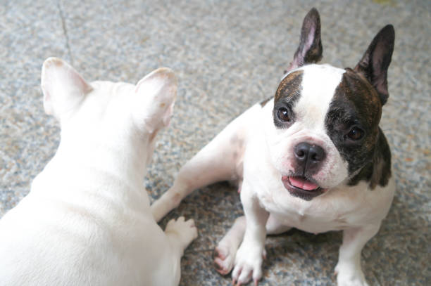 istock french bulldog on the floor 885114836