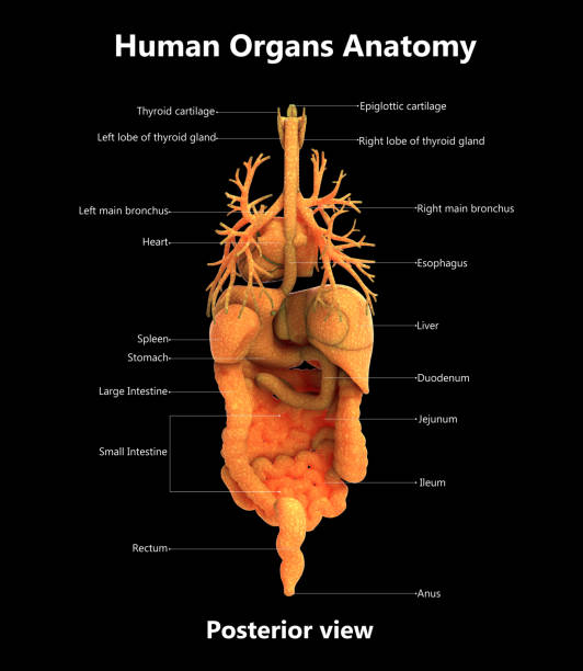 istock Human Body Organs Detailed Labels Anatomy (Posterior View) 885120270