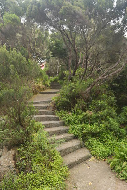 istock Green stairs in Canaries 885132562