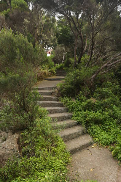 istock Green stairs in Canary Islands 885132586