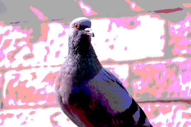 istock Eye contact with a Pigeon 885135166