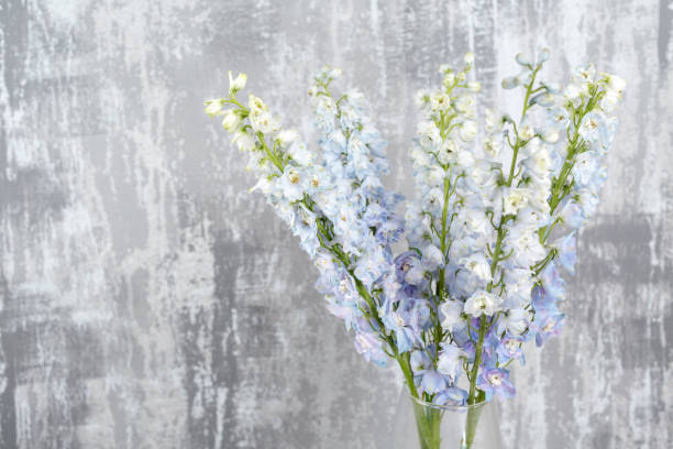 istock Blue delphinium flower with green leaves on light gray background 885139584