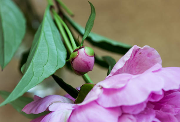 istock Unblown flower peony. Pink bud. Macro. 885147798