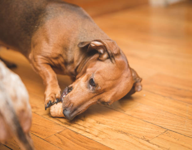 istock Dauchsund Dogs Playing 885152206
