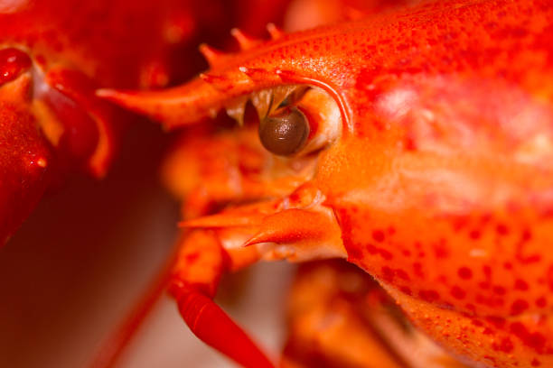 This is a delicious freshly steamed lobster