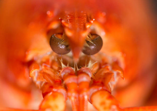 This is a delicious freshly steamed lobster