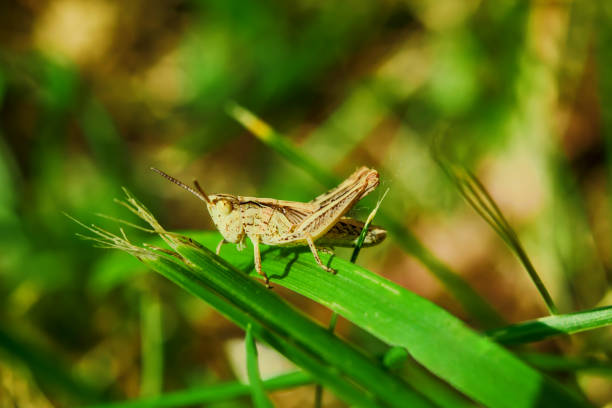 istock Insect yellow grasshopper sits on a green grass, summer landscape, 885184444