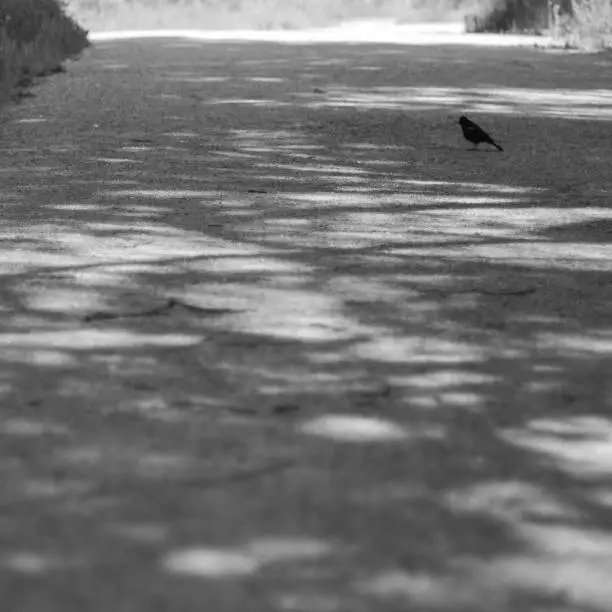 low angle view of a bird on a footpath