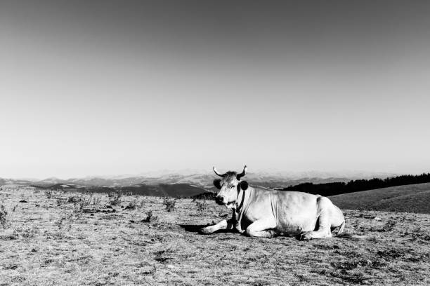istock A cow resting on a meadow on top of a mountain, beneath a big, empty sky 885196500