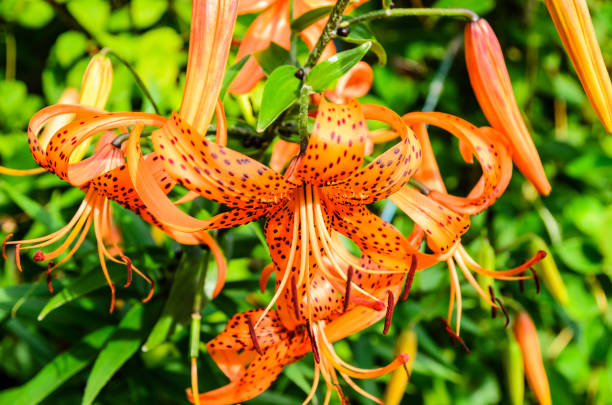 istock Tiger lily on a flowerbed in garden 885206900