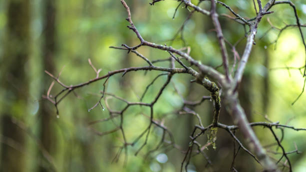 自然の写真 - stick wood isolated tree ストックフォトと画像