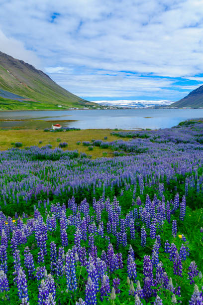 istock View of Isafjordur town 885212794
