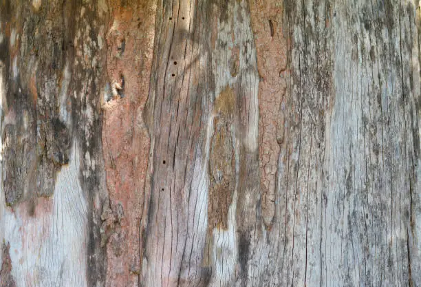 Wooden texture with insect bites.