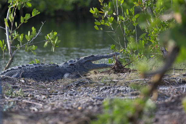 istock 8 feet American crocodile (Crocodylus acutus) resting in the sun. 885227314
