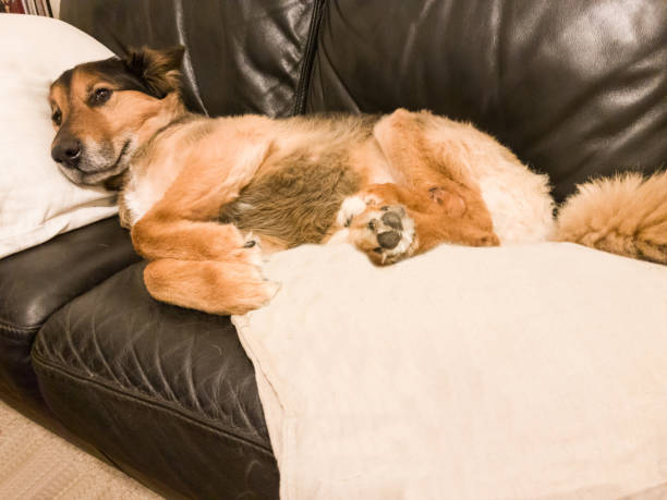 istock Brown dog lying black couch indoors 885234602