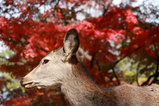 Photo of Deer standing background red leaves autumn tree  Japan.