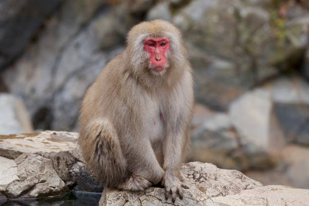 scimmie delle nevi del jigokudani monkey park in giappone. - jigokudani foto e immagini stock