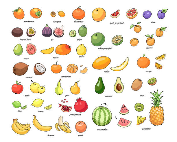 ilustraciones, imágenes clip art, dibujos animados e iconos de stock de fruitsshutter2 - plum grape fruit clip art