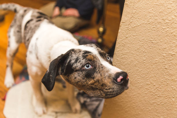istock Mixed-Breed Puppy Dog with Bright Blue Eyes 885244932