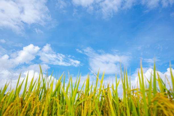 Blurred of rice plants with cloudy sky background