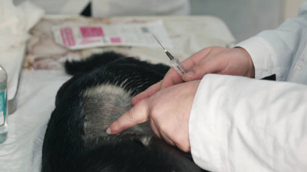 istock Vet makes sleeping dog an injection before surgery starts 885266370
