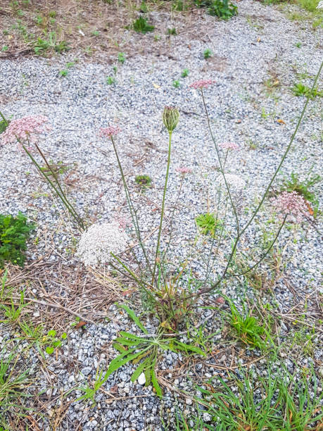 istock Wild carrot, bird's nest or bishop's lace 885306990