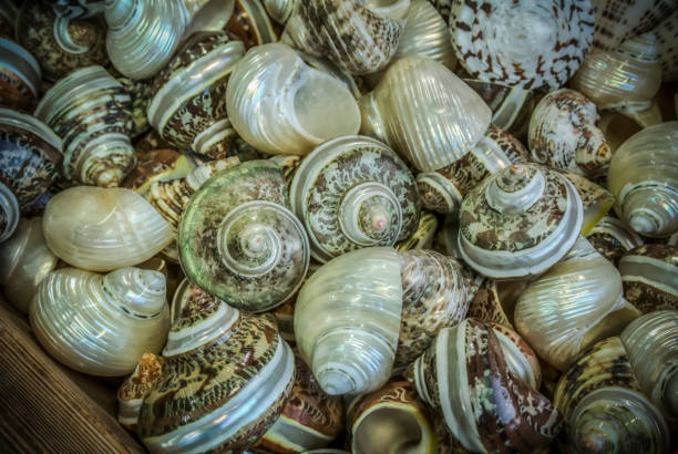 istock A Heap of Seashells 885311278