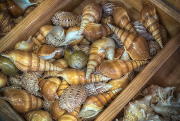istock A Heap of Seashells 885311298