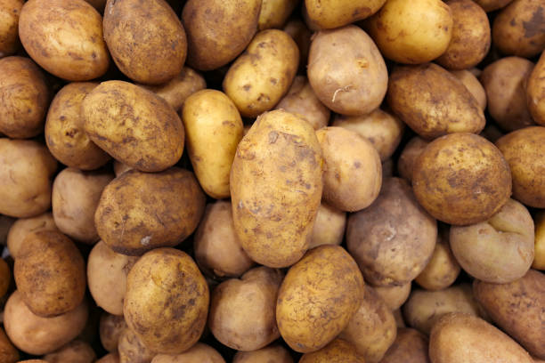 Potatoes Raw Potato, Food, Root Vegetable, Vegetable, Close-up farm produce storage stock pictures, royalty-free photos & images