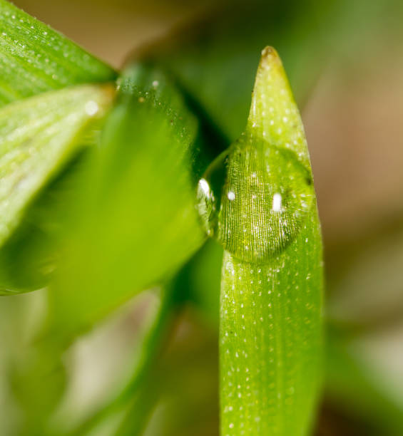 istock drops of dew on the green grass. macro 885320208