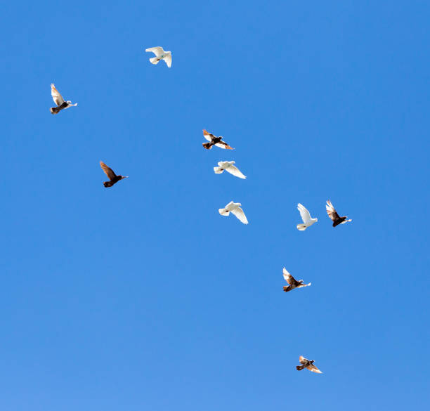 istock flock of pigeons on blue sky 885330778