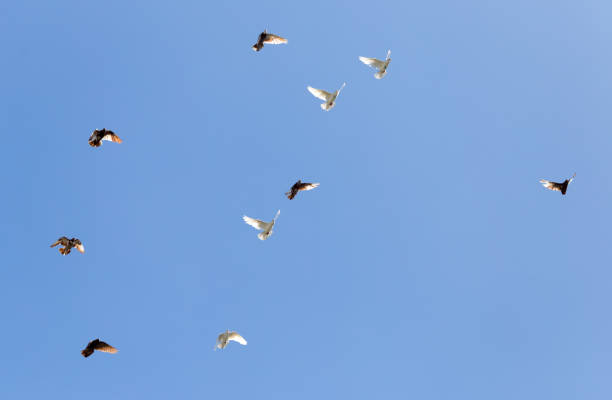 istock flock of pigeons on blue sky 885331970